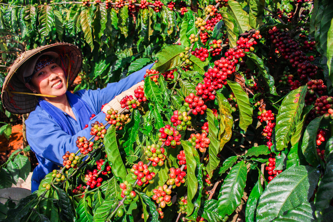 5 reasons why organic decaf coffee has become a sustainable choice
